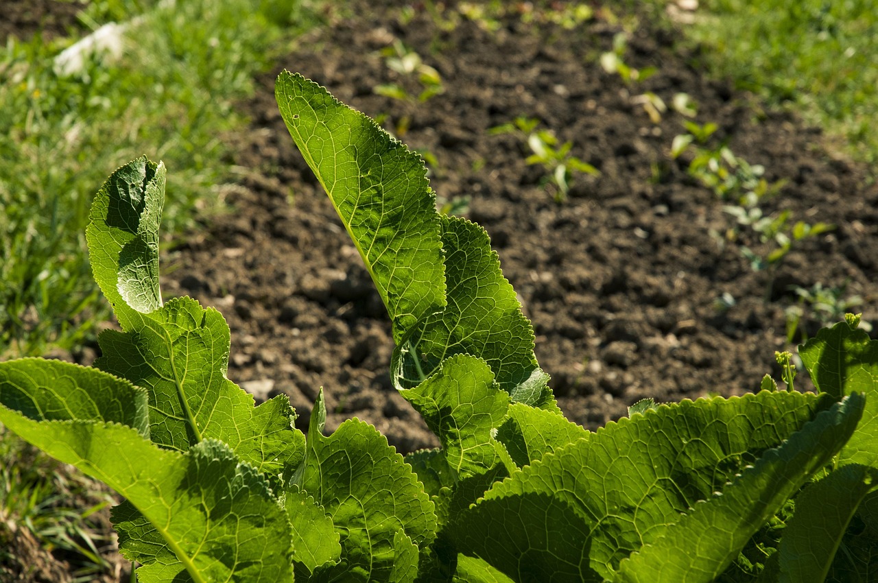 Ogród odporny na błędy – jak łączyć nawożenie, ochronę roślin i codzienną pielęgnację
